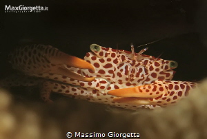 the crab clown by Massimo Giorgetta 
